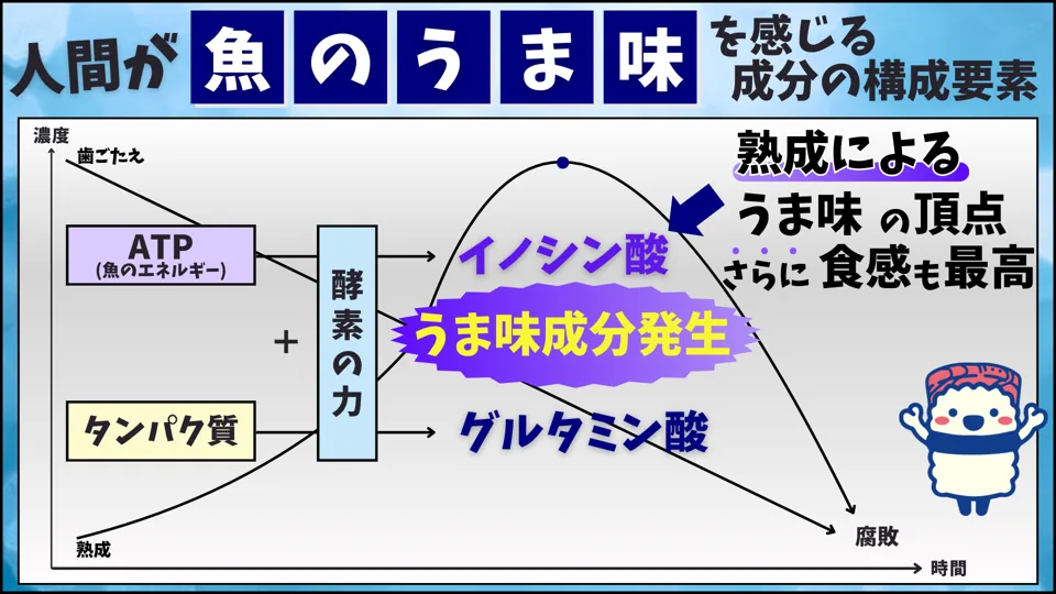 図「人間が魚のうま味を感じる成分の構成要素」。ATP（魚のエネルギー）とタンパク質が酵素の力でイノシン酸とグルタミン酸に変わり、うま味成分が発生する。熟成によるうま味の頂点では、さらに食感も最高になる。その後は腐敗へ向かう。